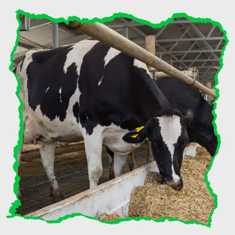 وزارة الفلاحة تدعم اقتناء الأبقار الحلوب المستوردة