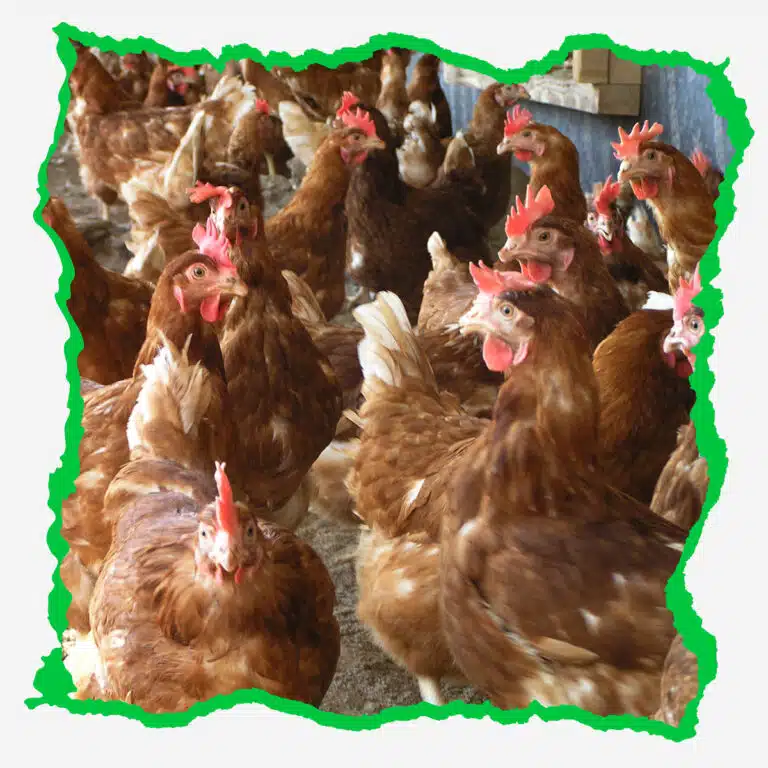 شروط الإستثمار في مشروع تربية الدجاج البلدي