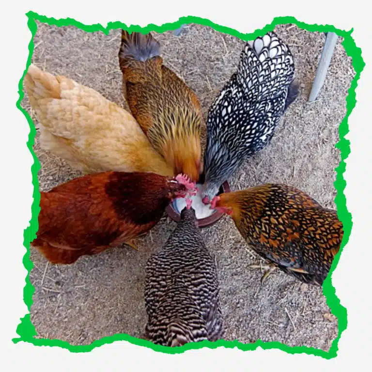 أهم سلالات الدجاج البياض في المغرب