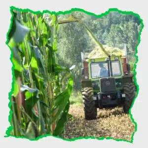 سيلاج الذرة يعد من الأعلاف الهامة في المغرب. حيث تقوم العديد من المزارع  بإنتاجه، وتستخدم في ذلك مجموعة من التقنيات والتكنولوجيا الحديثة لانتاجه. يحتوي علف الذرة على نسبة عالية من الألياف والبروتين والمعادن الأساسية. ويتميز بقيمته الغذائية الممتازة، ويمكن استخدامها لتغذية جميع أنواع الماشية. حيث يساعد على تقليل تكاليف التغذية وزيادة الإنتاجية وتحسين جودة اللحم والحليب.