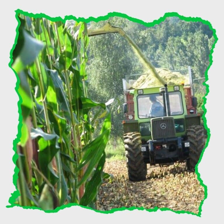 سيلاج الذرة : إنتاج الزراعات العلفية