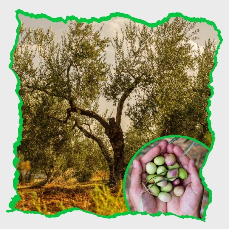 شروط الإستثمار في زراعة أشجار الزيتون