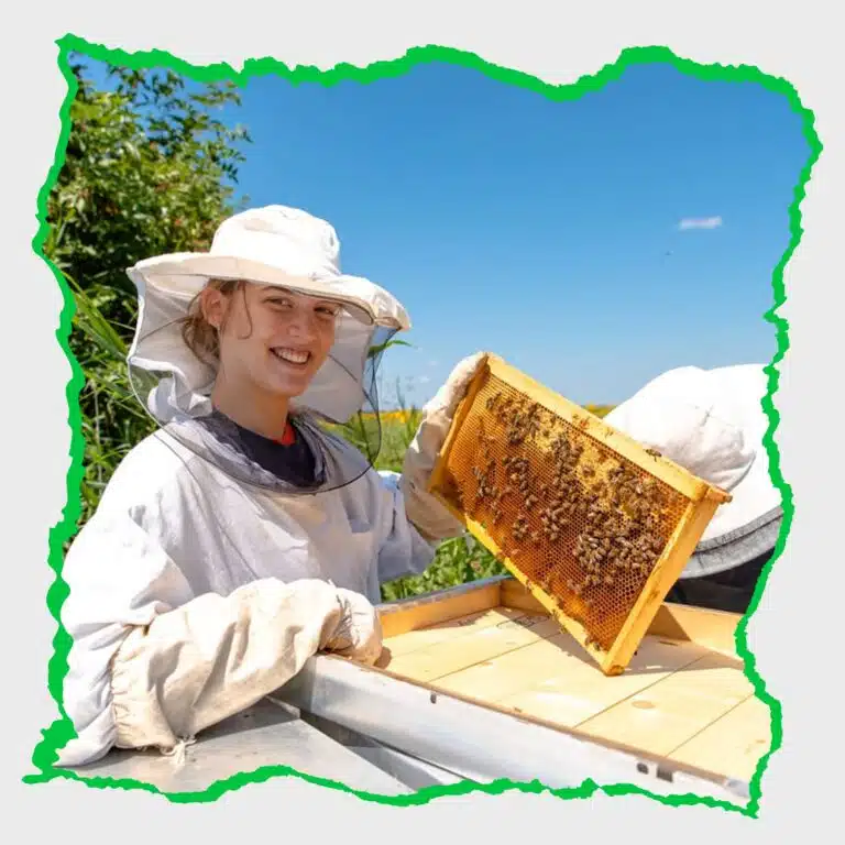مشروع تربية النحل : ” معلومات يجب عليك معرفتها قبل الاستثمار”